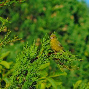 European Greenfinch