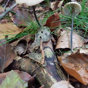 Marasmius querceus