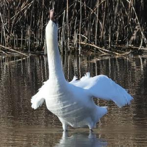 Mute Swan