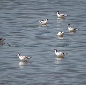 Pied Avocet