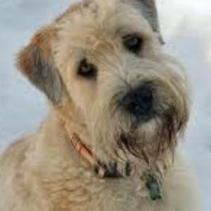 Soft Coated Wheaten Terrier