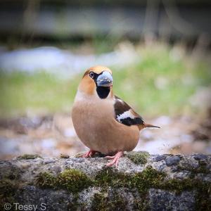 Hawfinch