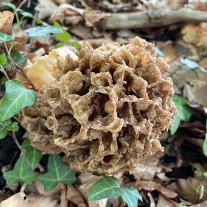 Yellow Morel