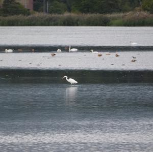 Great Egret