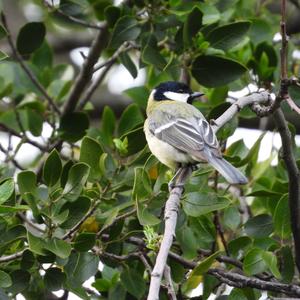 Great Tit