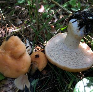 Hedgehog Fungus, Common