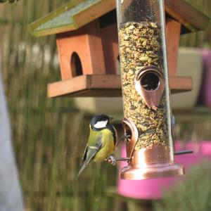 Great Tit