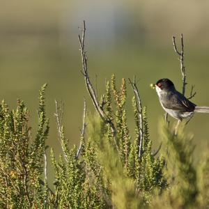 Sardinian Warbler