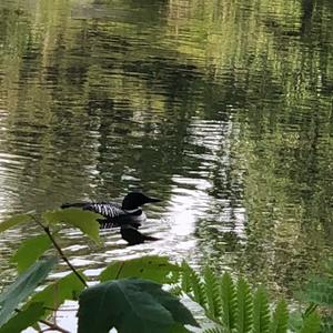 Common Loon