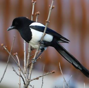 Black-billed Magpie