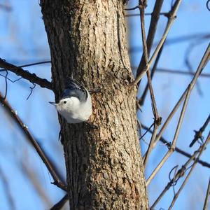 White-breasted Nuthatch