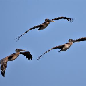 Brown Pelican