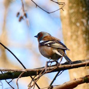 Eurasian Chaffinch