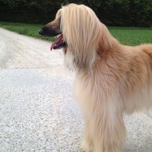 Afghan Hound