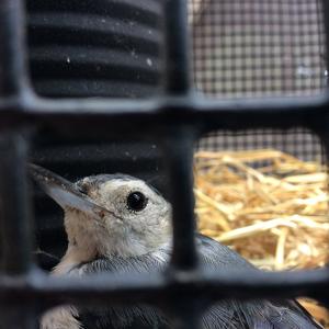 White-breasted Nuthatch