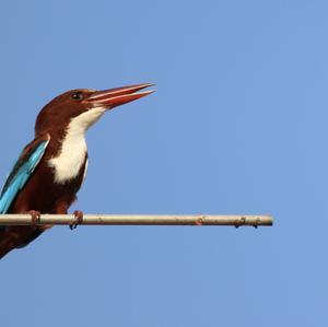 White-throated Kingfisher