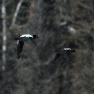 Common Goldeneye