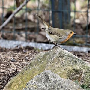 European Robin