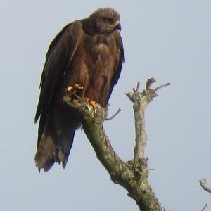 Black Kite