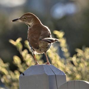 Brown Thrasher