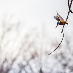 Common Kingfisher