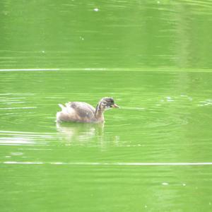 Little Grebe