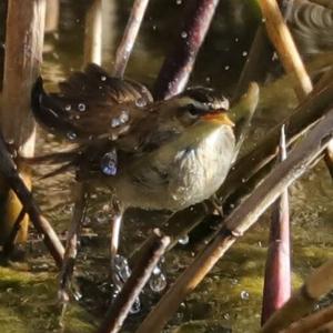 Sedge Warbler