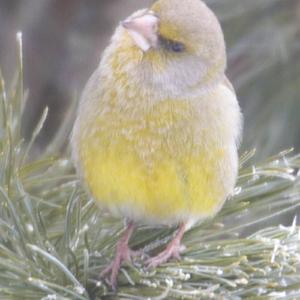 European Greenfinch