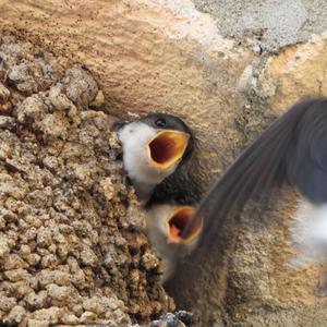 Northern House-martin