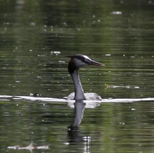 Great Crested Grebe