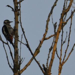 Great Spotted Woodpecker