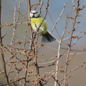 Blue Tit