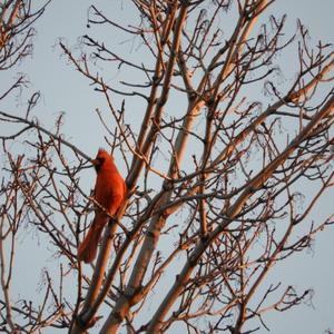 Northern Cardinal