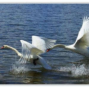 Mute Swan