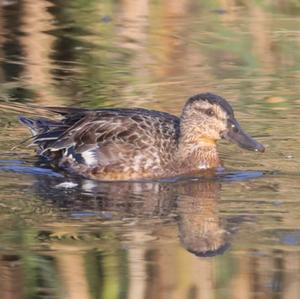 Common Teal