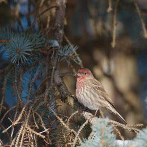 Common Rosefinch