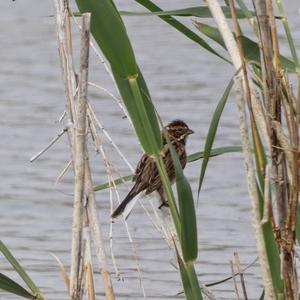 Reed Bunting