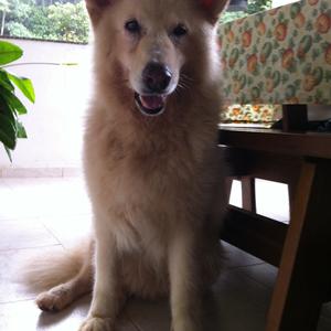 Berger Blanc Suisse