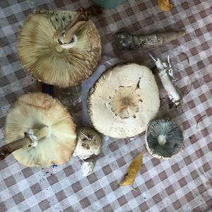 Parasol Mushroom