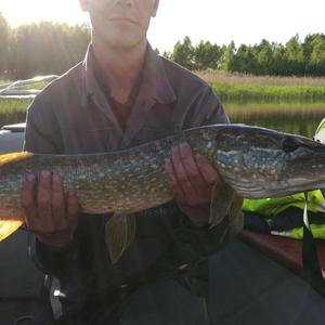 Northern pike