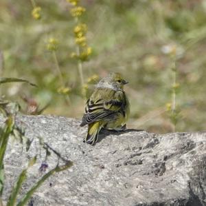 Alpine Citril Finch