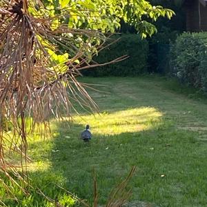 Common Wood-pigeon