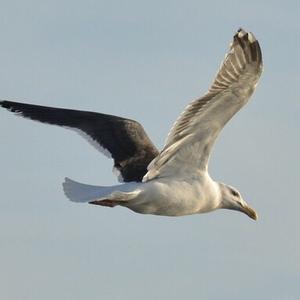 Great Black-backed Gull