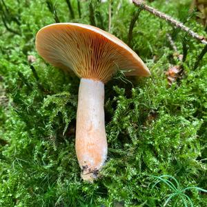 False Saffron Milk Cap