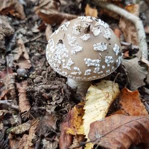 Stout-stalked Amanita