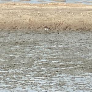 Curlew Sandpiper