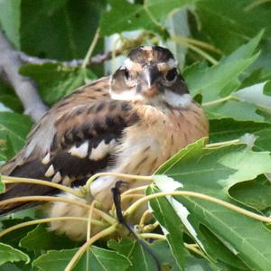 Rose-breasted Grosbeak