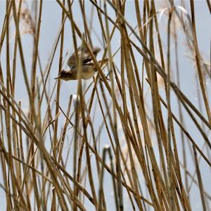 Sedge Warbler