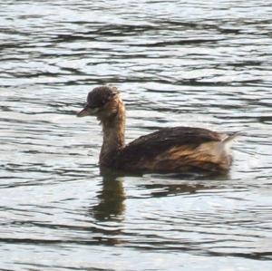 Little Grebe