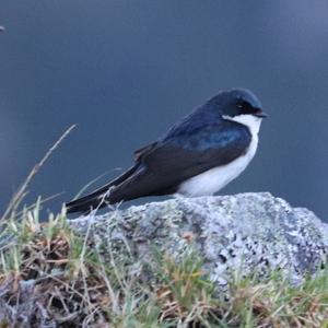 Blue-and-white Swallow